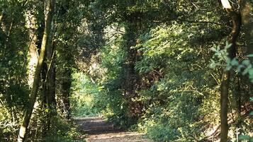 A forested path leading into a dense area.