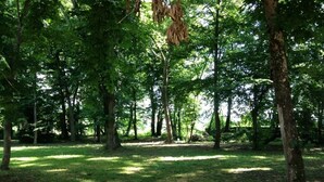 Een bebost gebied met bomen en gras.