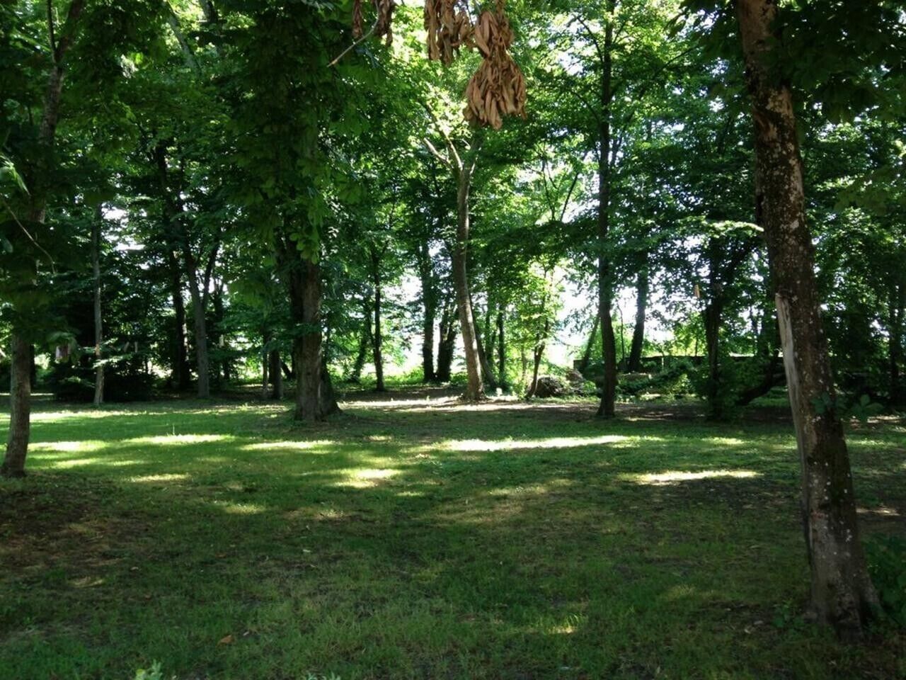 A forested area with trees and grass.