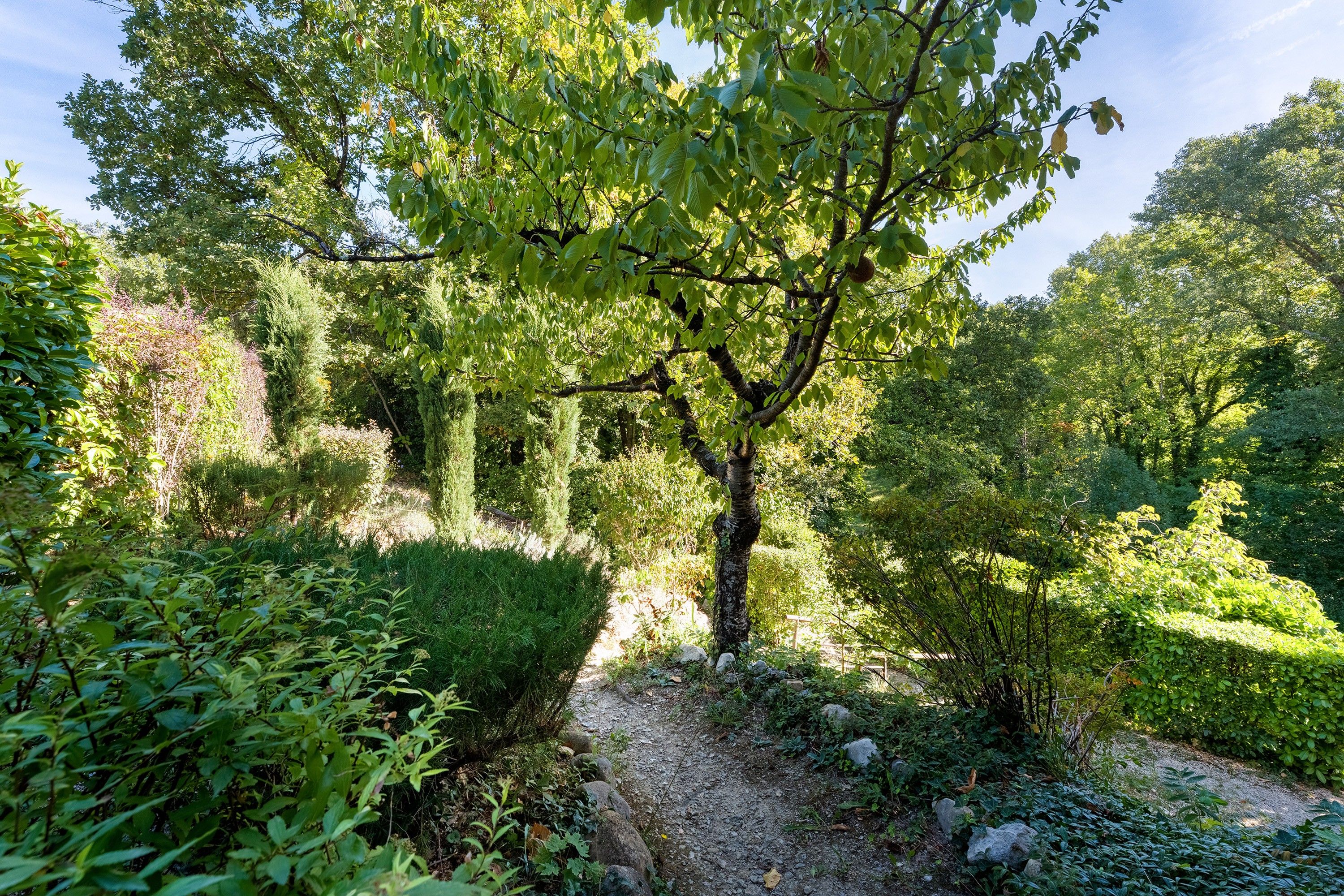 Een tuin met verschillende bomen en struiken, een grindpad en een houten omheining.
