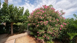 Un jardin avec un chemin pavé, un grand arbuste en fleurs et diverses autres plantes.