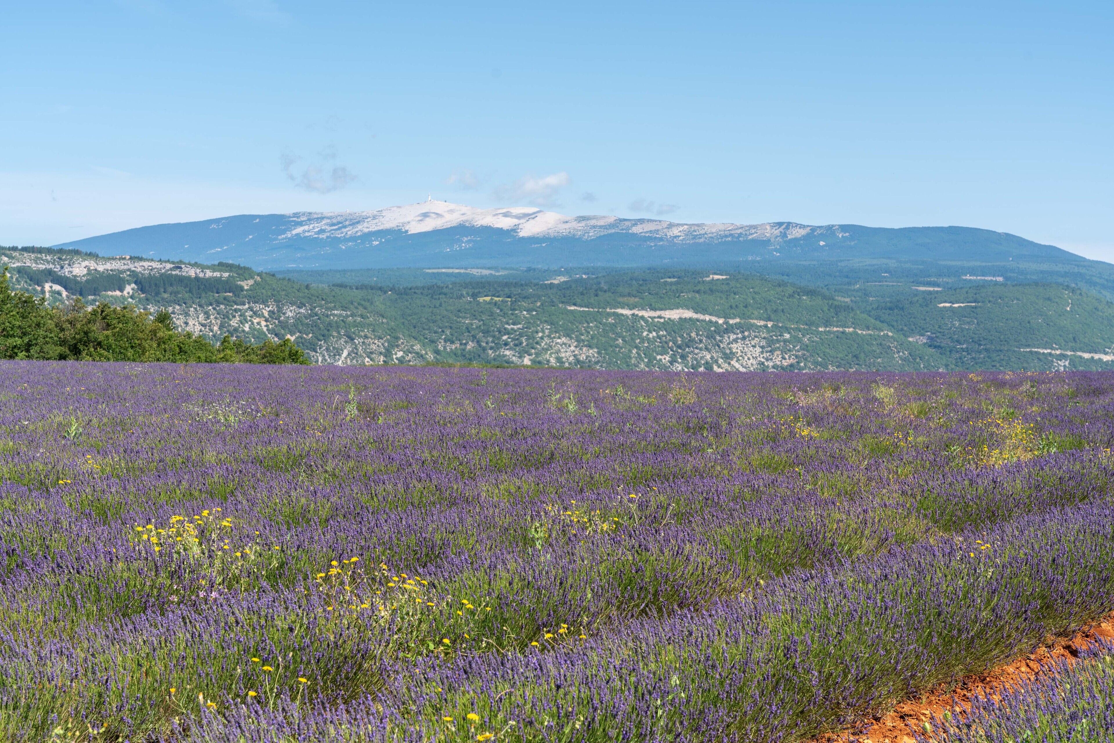 A lavender field with a mountain in the background.
