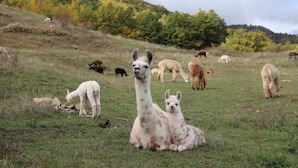 Un lama avec son petit dans un champ herbeux, avec d’autres lamas en arrière-plan.
