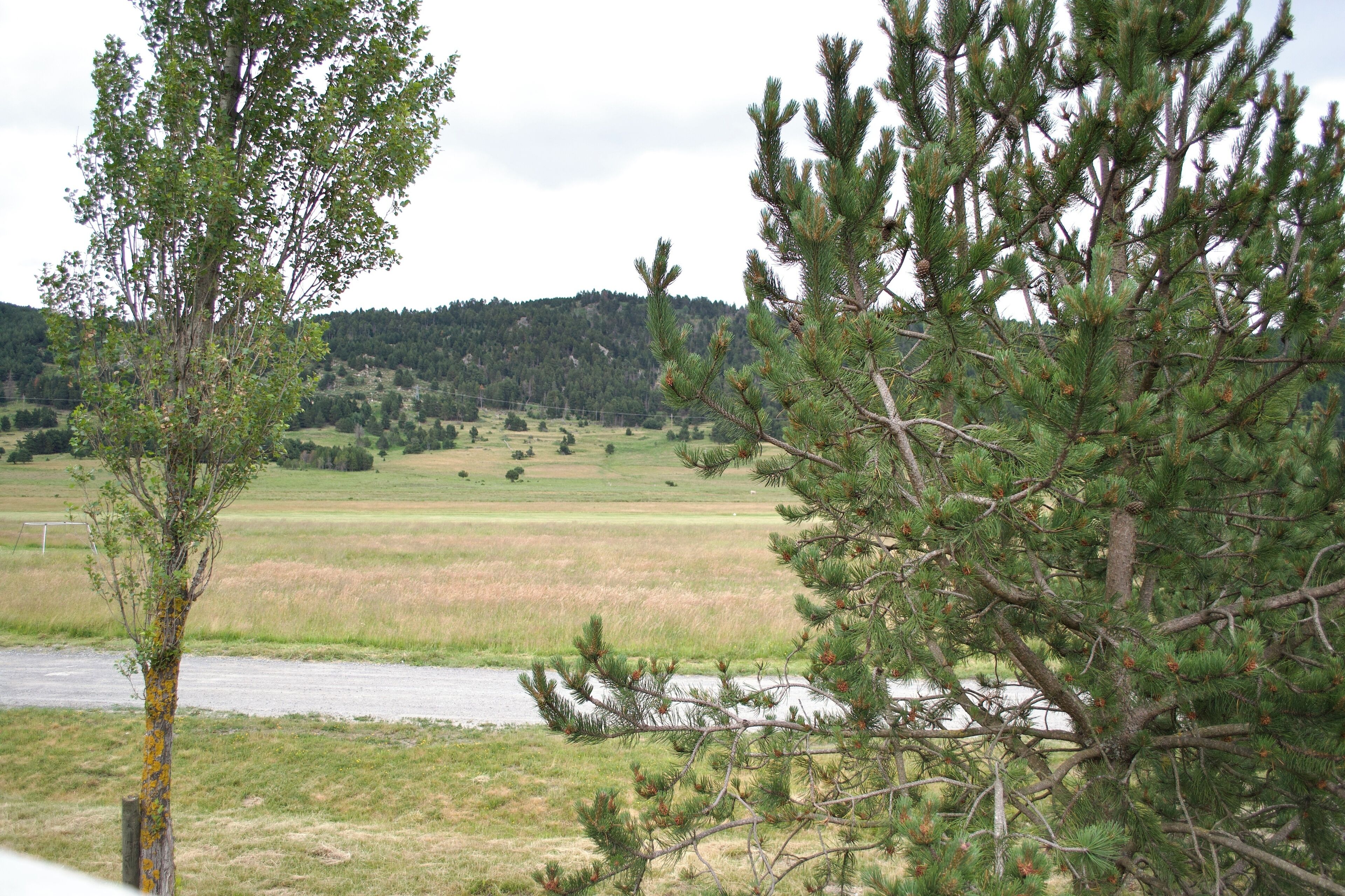 Un paysage comprenant une rivière, un arbre recouvert de lichens jaunes et une forêt en arrière-plan.