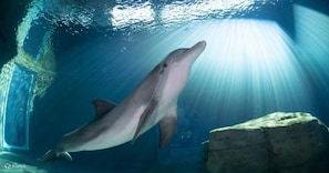 Ein Delfin schwimmt in einem Aquarium mit Felsen und Glas.
