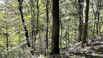 Ein bewaldetes Gebiet mit hohen Bäumen und einem Feldweg.