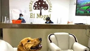 Et receptionsområde med et skilt for Hotel Internacional B1 Nopal, en receptionsdisk, et fjernsyn og en hund siddende på en stol.