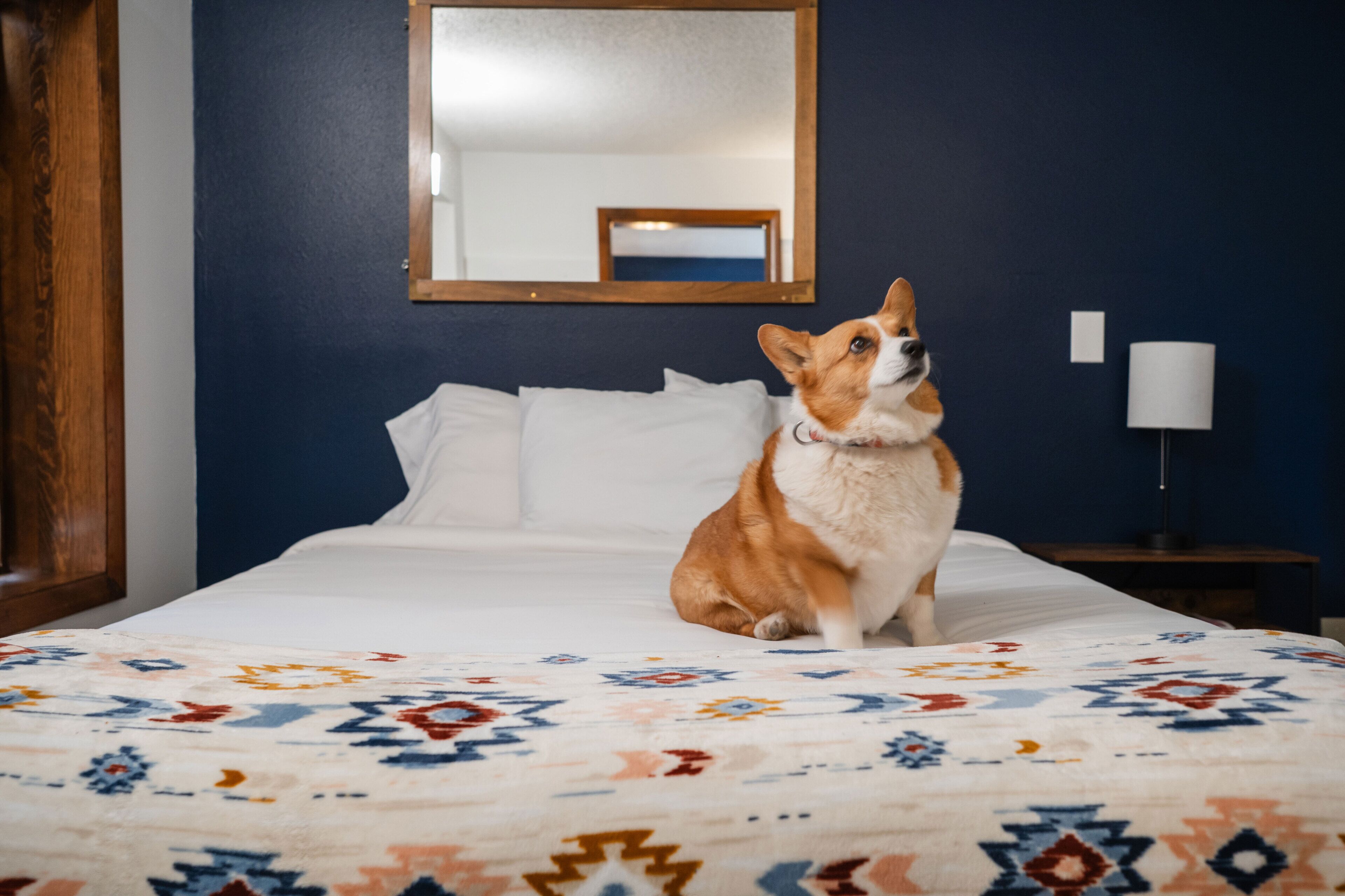 Un chien est assis sur un lit recouvert d’une couvre-lit à motifs, avec une tête de lit en bois, une table de chevet sur laquelle se trouve une lampe, et un miroir accroché au mur.