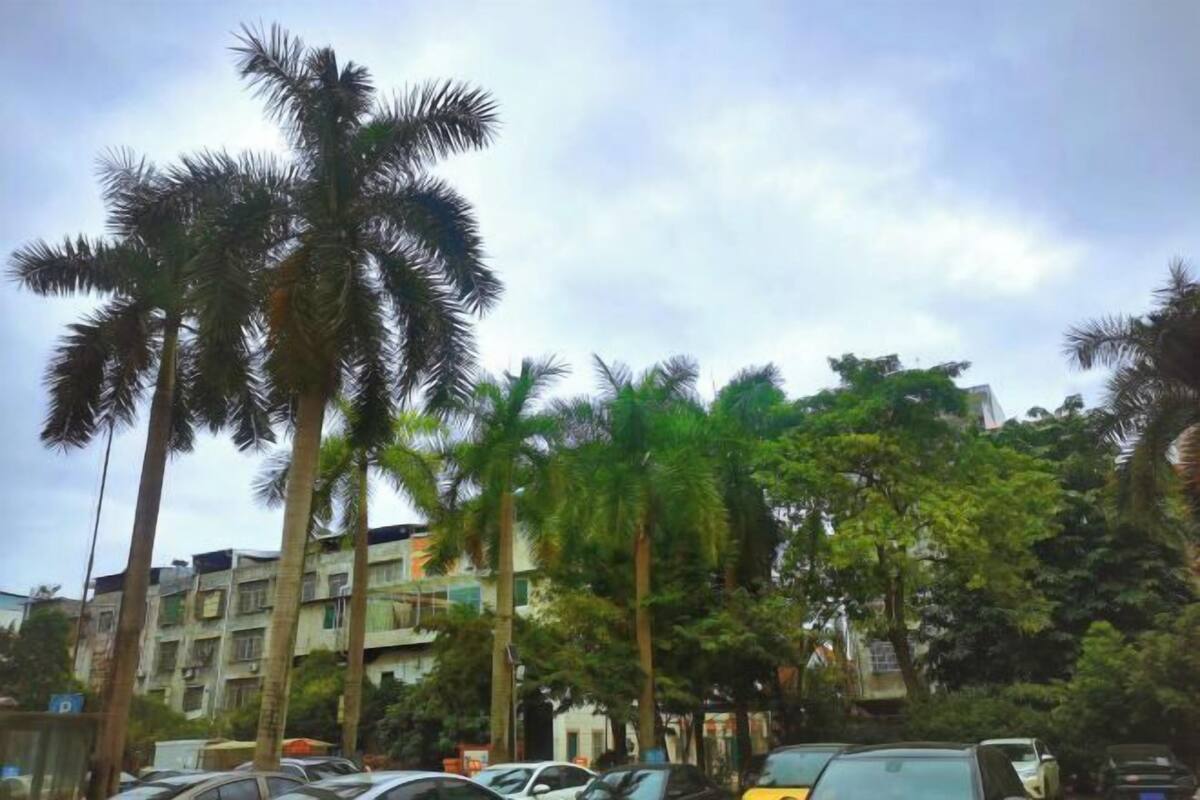 A street with parked cars, palm trees, and multi-story buildings.