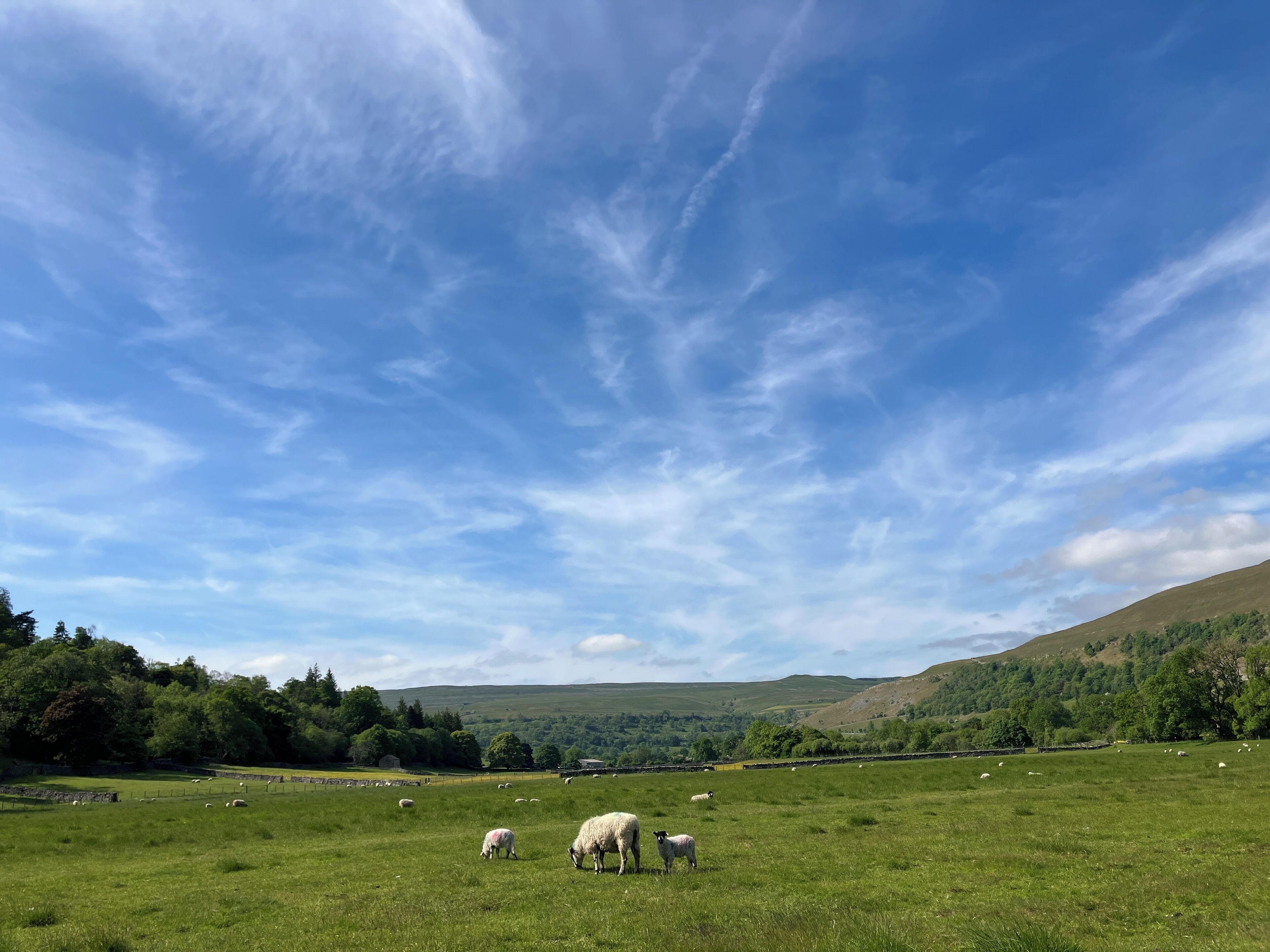 Un champ verdoyant où paissent des moutons, entouré de collines et d’arbres sous un ciel dégagé.