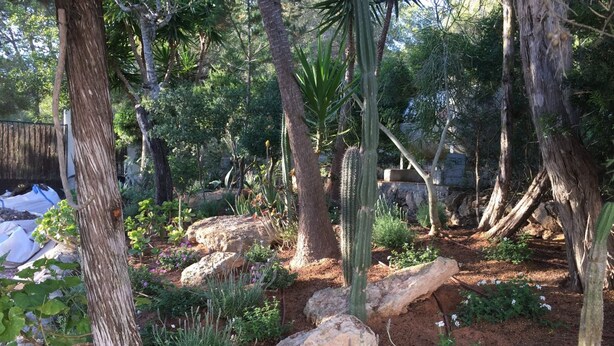 Un jardín con diversas plantas, rocas y árboles.