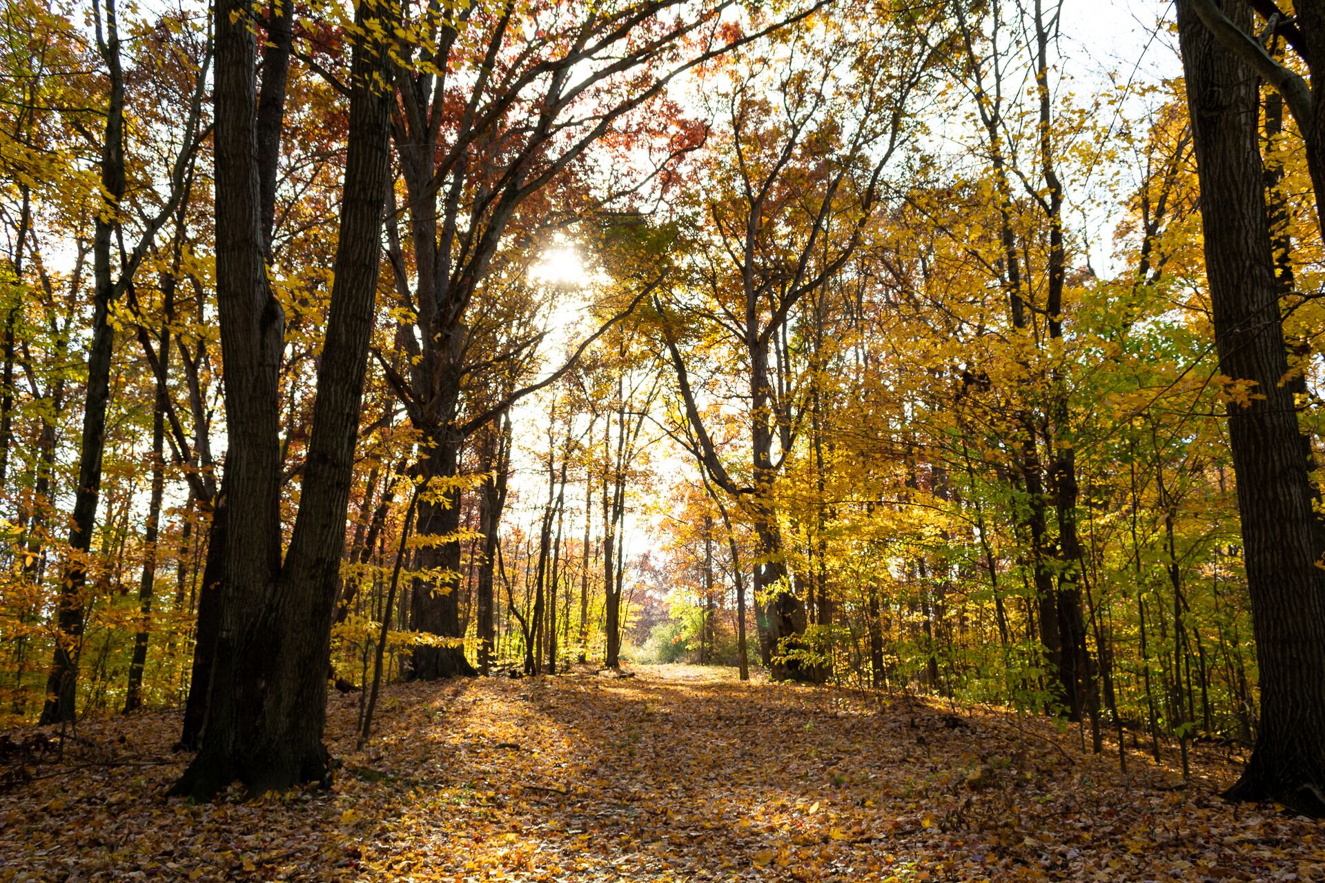 Un sendero en el bosque con árboles y luz del sol filtrándose.