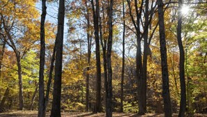 Une forêt où les arbres sont hauts et le sol est recouvert de feuilles mortes.