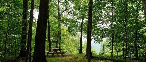 Un bosque con una mesa de picnic.