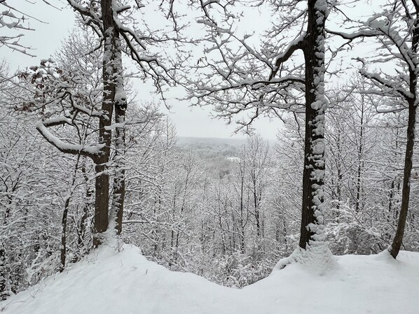 A snowy forest scene with tall trees and a snow-covered ground.