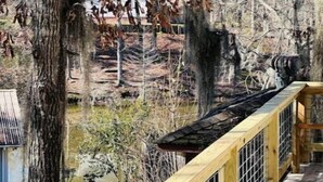 A wooden deck with a metal railing overlooking a forested area with trees and a small body of water. - Lanan Hideaway on Toledo Bend >B CLOSE TO TOLEDO TOWN!!!! (Many)