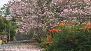A street lined with cherry blossoms and vibrant orange flowers.