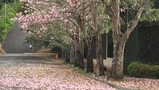 A tree-lined pathway with fallen pink leaves and a person walking.
