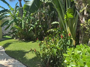 Un jardí exuberant amb una varietat de plantes tropicals i un prat ben cuidat.