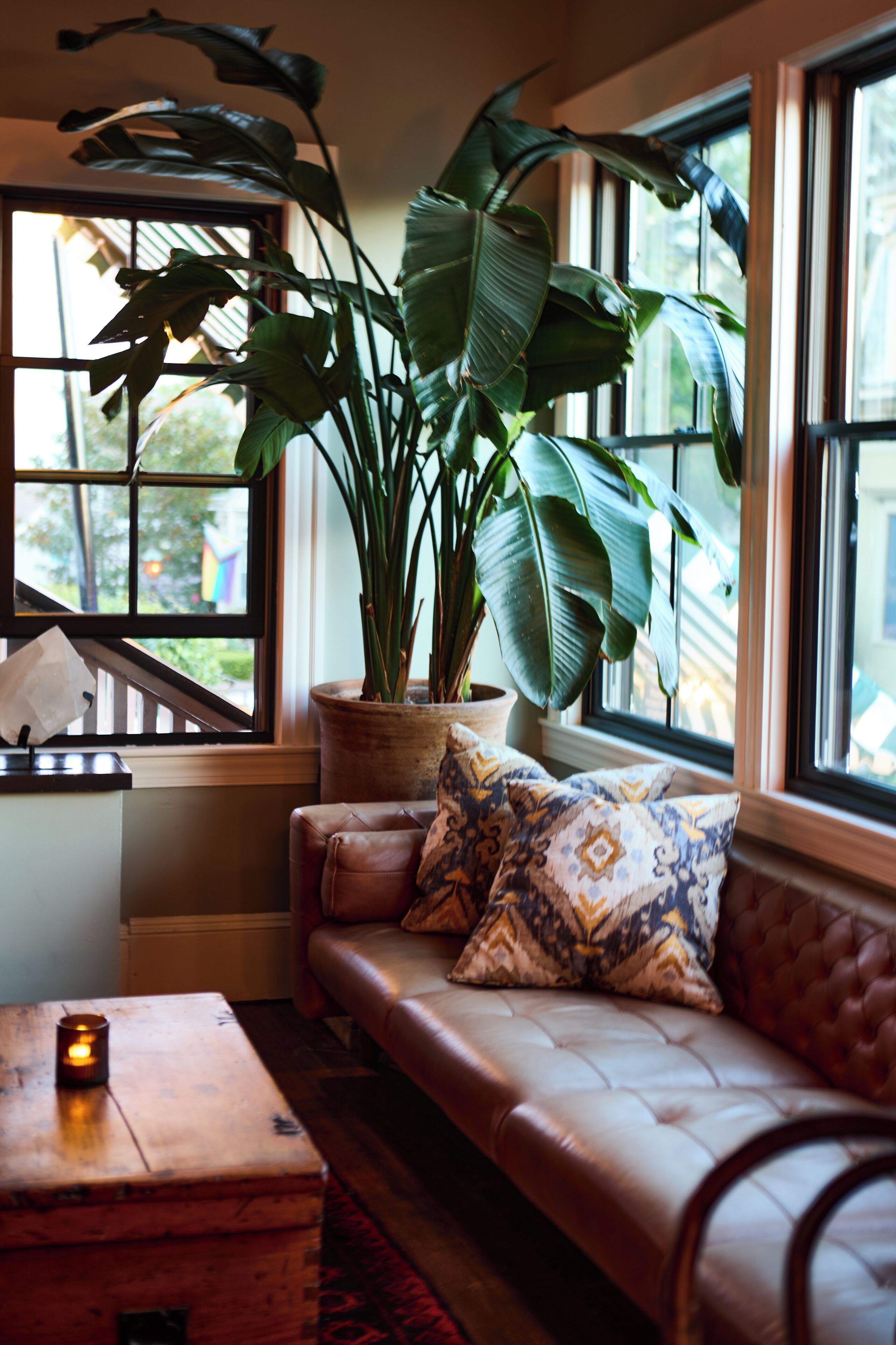 A room with a leather sofa, a potted plant, and a window with a view of greenery.