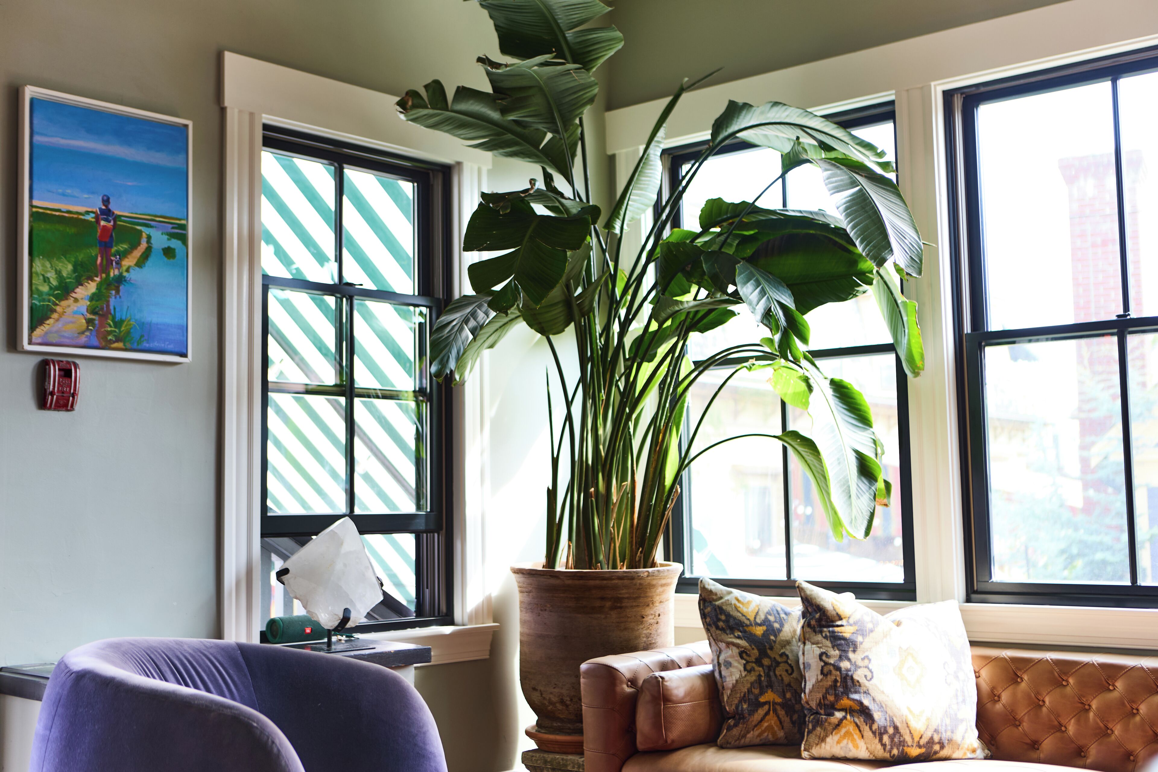 A room with a large potted plant, a painting, and a sofa with patterned cushions.