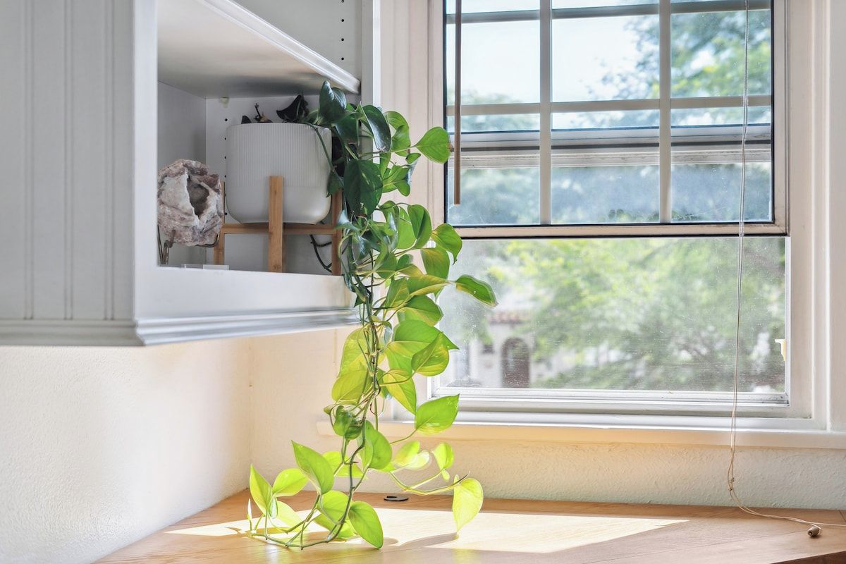A plant in a corner by a window with a view of trees outside.