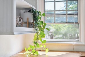 Une plante placée dans un coin près d’une fenêtre, avec vue sur les arbres à l’extérieur.