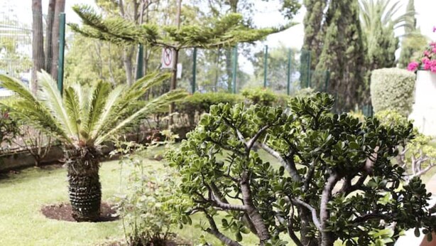 Un jardin bien entretenu, agrémenté de différents types d’arbres et d’arbustes, dont un palmier imposant et un buisson touffu.
