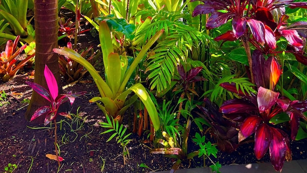 Un jardín tropical con un quiosco de techo de paja, abundante vegetación y un edificio con techo de tejas rojas al fondo.
