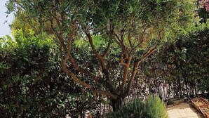 A tree-lined pathway with a tiled walkway. - Beach access main floor T3 apartment with amazing patio and plenty of space!  (Linguizzetta)