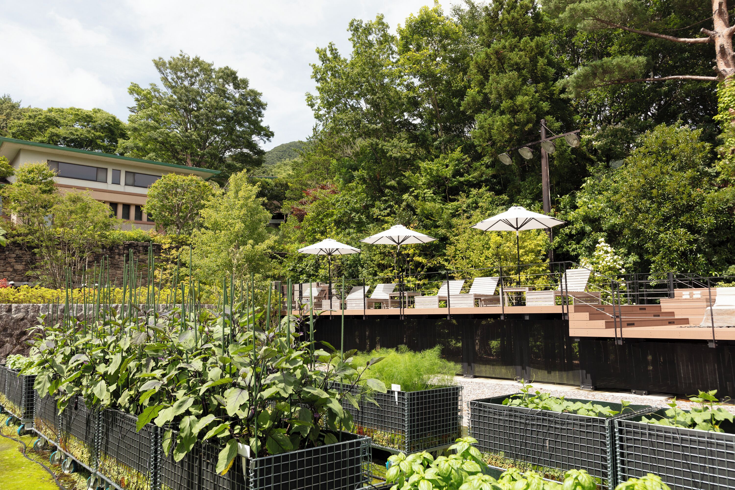 A rooftop garden with green plants, outdoor seating with umbrellas, and a modern building in the background.