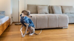 Un chien portant une tenue bleue, assis sur un plancher en bois, avec un canapé et une lampe en arrière-plan.
