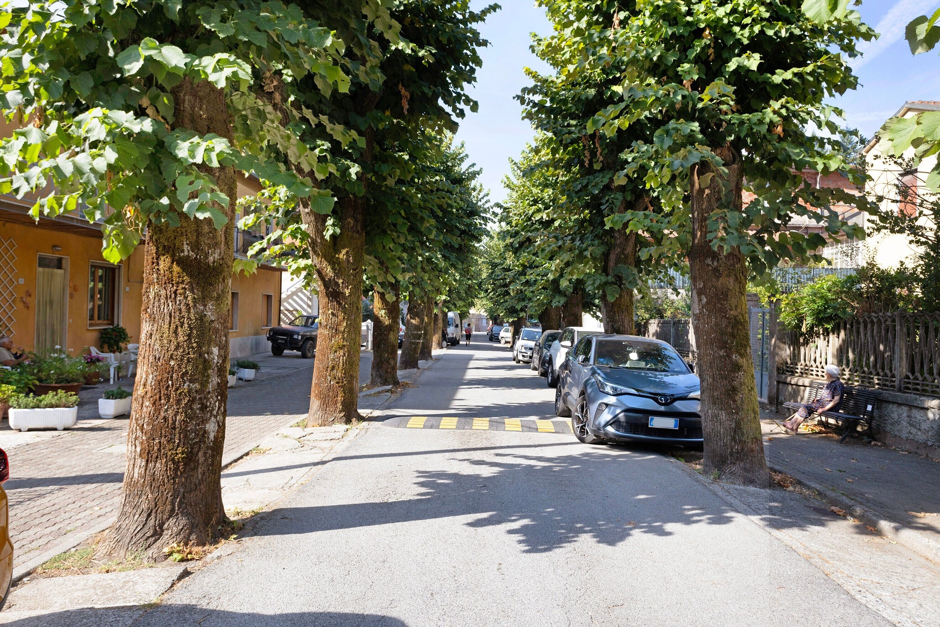 A tree-lined street with parked cars and a bench.