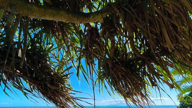 Ein Strand mit klarem Wasser, felsigem Ufer und üppiger Vegetation.