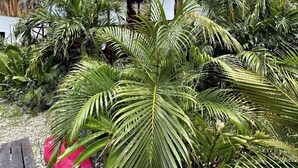 Unclassified image, 3 of 59, button - Popoyo Casa Manglar (Tola)