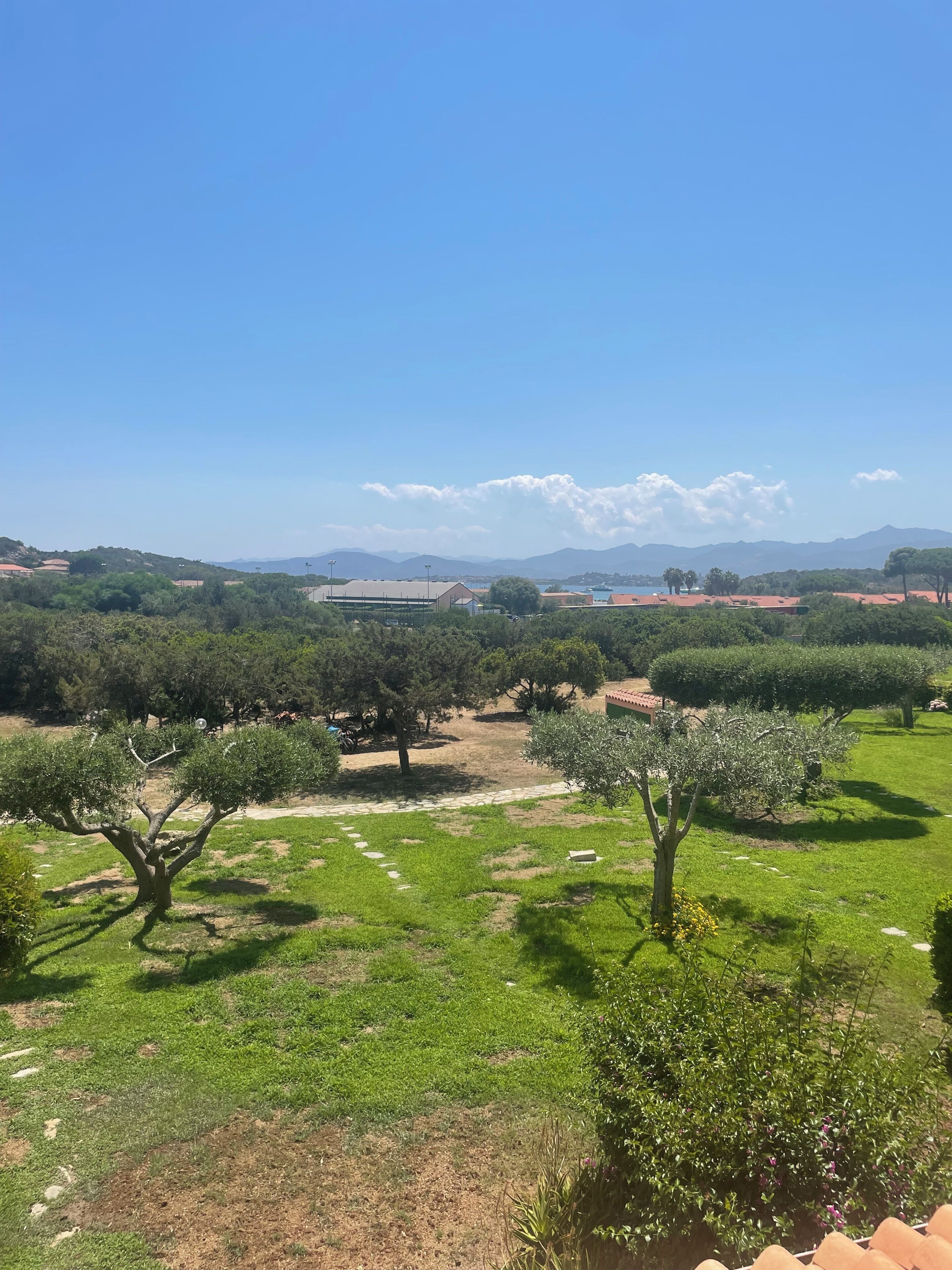 Paisaje con olivos, cielo despejado y montañas a lo lejos.