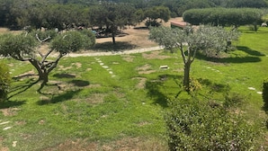Paisaje con olivos, cielo despejado y montañas a lo lejos.