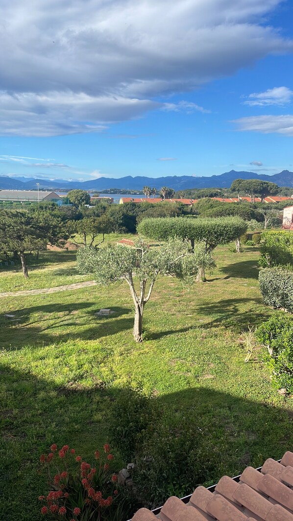 A rural landscape with olive trees, a clear sky, and distant mountains.