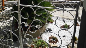 A balcony with a view of the sea, a palm tree, and potted plants. - Villa Furoris Apartment, welcome to home! (Furore)