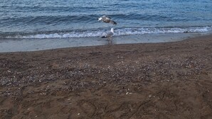 A beach with a clear sky and calm sea.