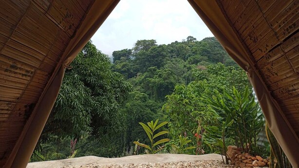 Une vue depuis une structure en bois dotée d’une ouverture triangulaire, donnant sur une zone boisée verdoyante et luxuriante.