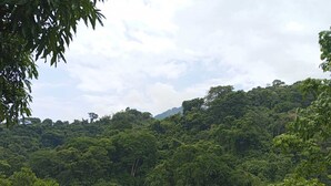 Une forêt dense, avec une montagne en arrière-plan.