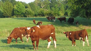 A grassy field with several cows grazing. - Log cabin overlooking a private lake on a working farm (Daingerfield)