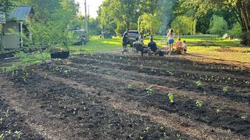 A garden with young plants and a parked vehicle.