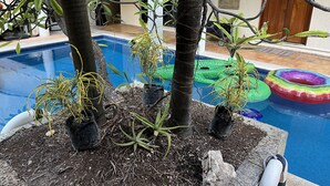 Un área de piscina interior con un cartel que indica una ruta de evacuación, rodeada de plantas en macetas y un flotador verde.