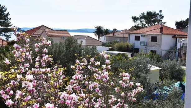 Un quartier résidentiel avec des maisons, un ciel dégagé et des arbres en fleurs.