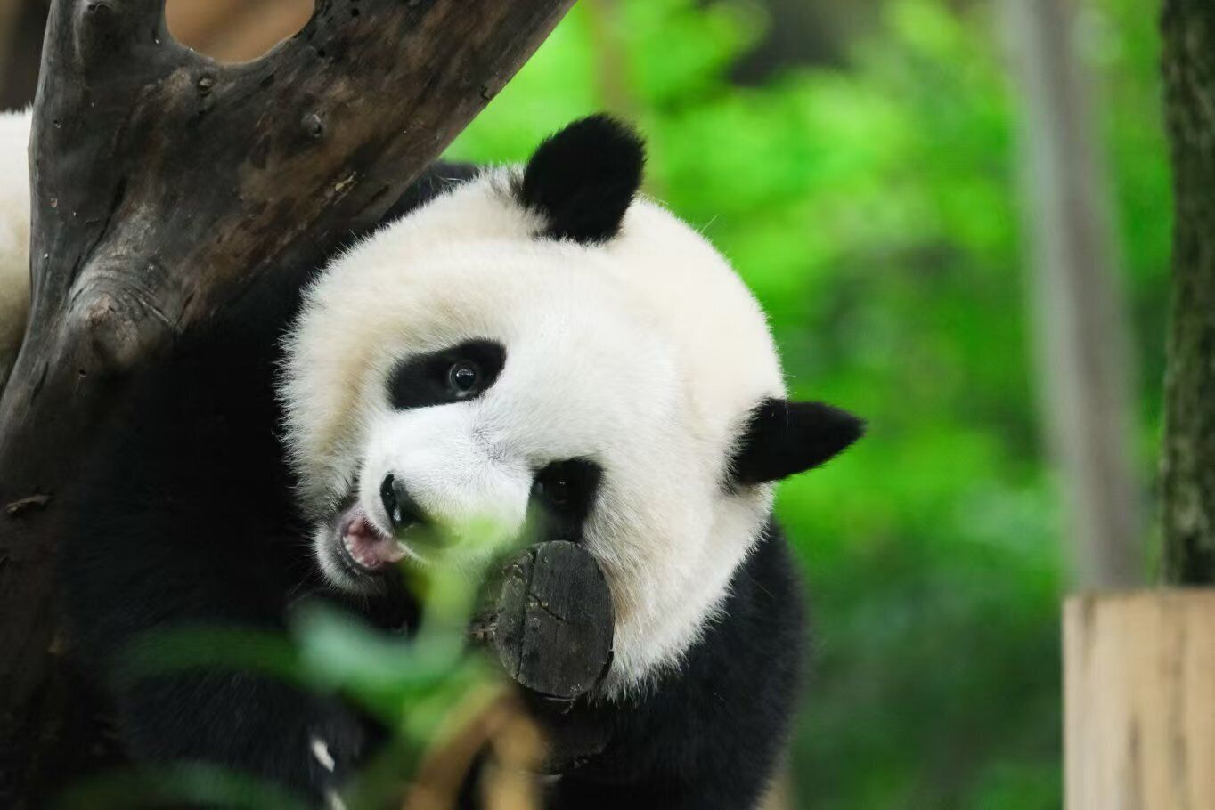 A panda resting in a tree.