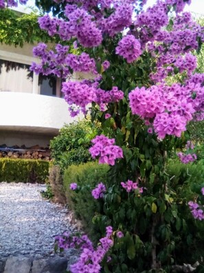 Apartment | 3 bedrooms - Apartments Viki - Seaview & Garden Terrace (Makarska)