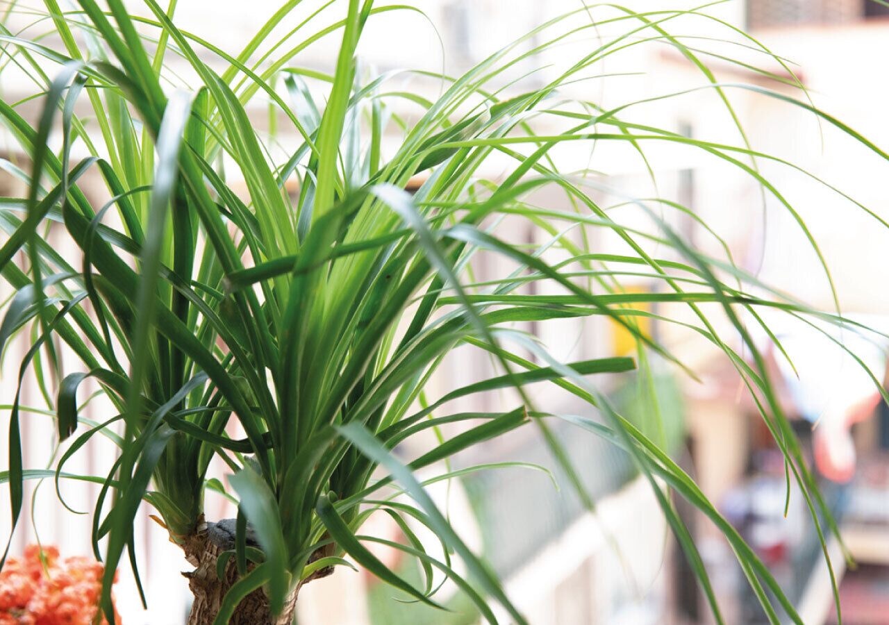 A potted plant with long green leaves, placed on a balcony with a blurred background.