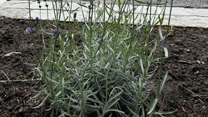 A garden with lavender plants in the foreground and a statue in the background. - Charmant Studio, à 1km de la Baie D'authie (Groffliers)